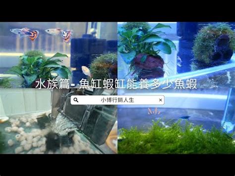 魚缸養魚數量 男人身上的痣